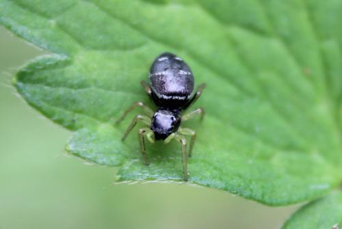 Heliophanus cupreus